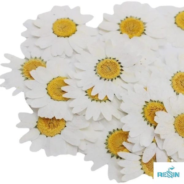 گل خشک بابونه سفید