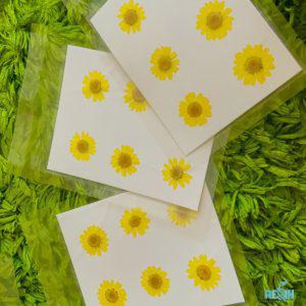 گل خشک بابونه رنگی