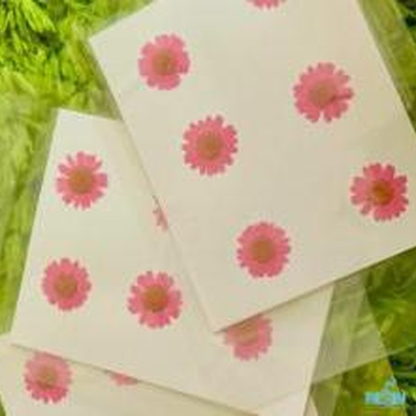 گل خشک بابونه رنگی