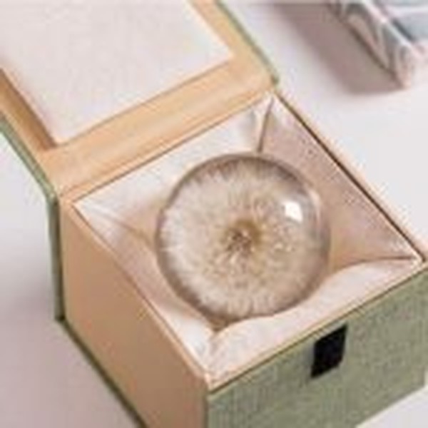 گل خشک قاصدک