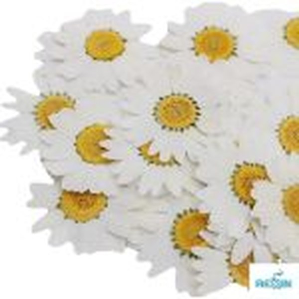 گل خشک بابونه سفید