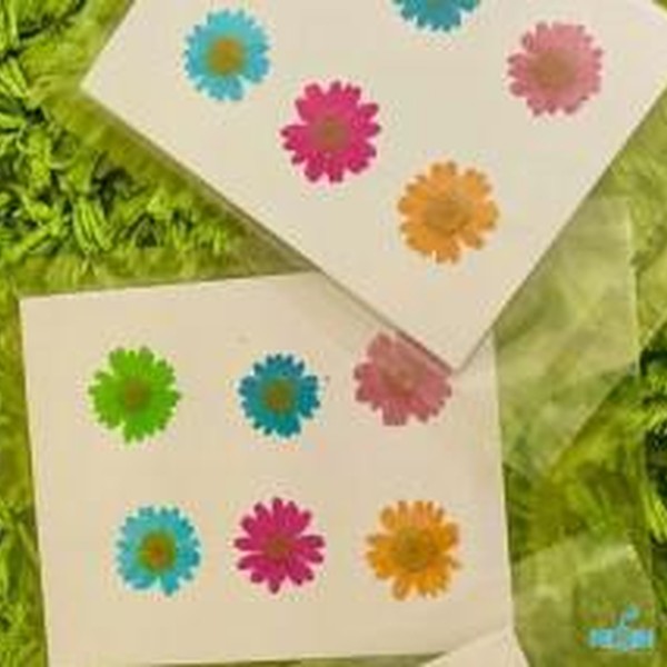 گل خشک بابونه رنگی