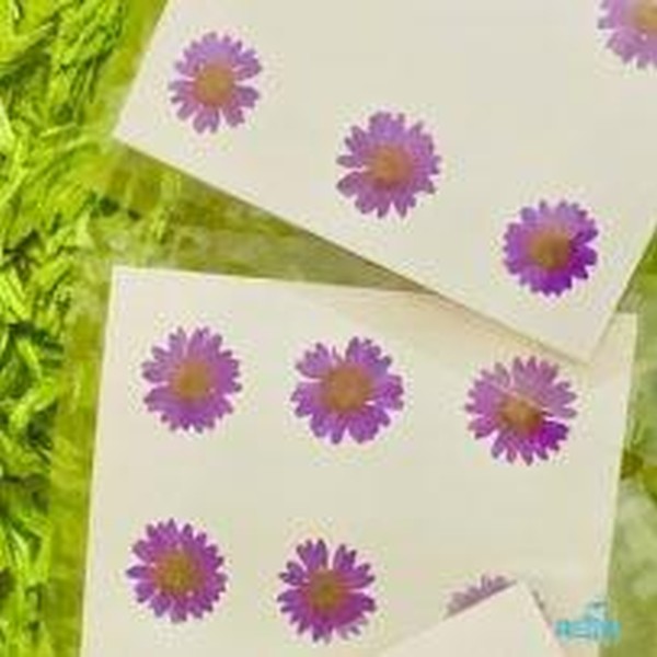 گل خشک بابونه رنگی