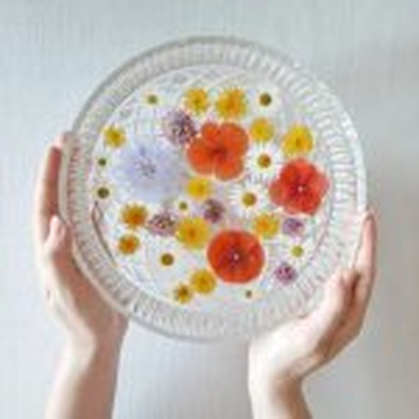 گل خشک بابونه سفید