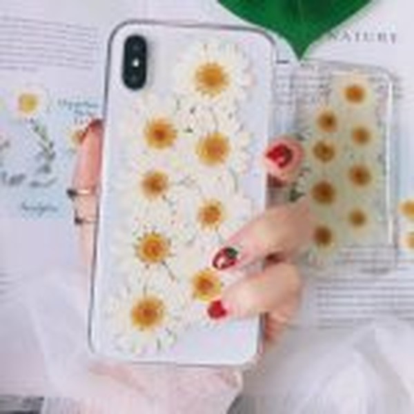 گل خشک بابونه سفید