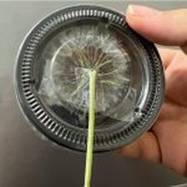 گل خشک قاصدک