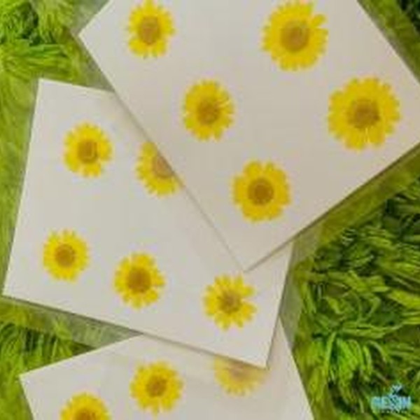 گل خشک بابونه رنگی