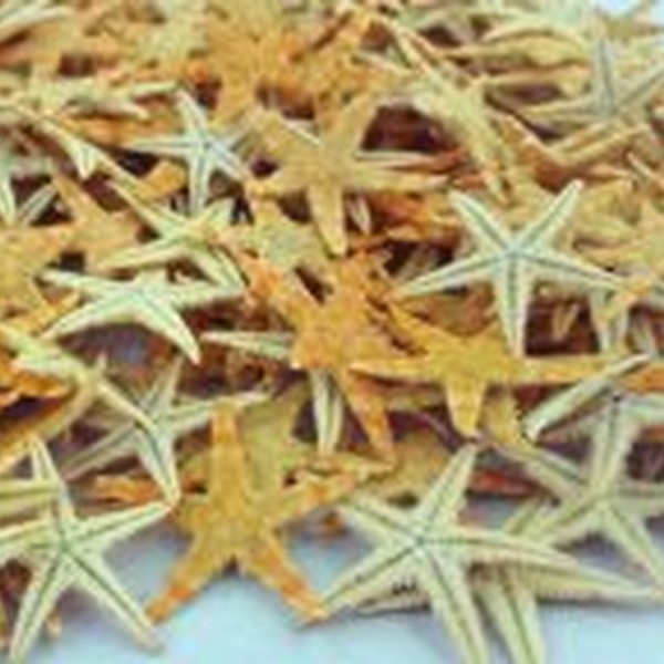 پک ۶ عددی ستاره دریایی طبیعی