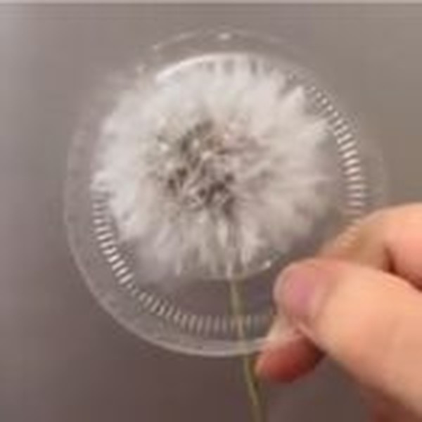 گل خشک قاصدک