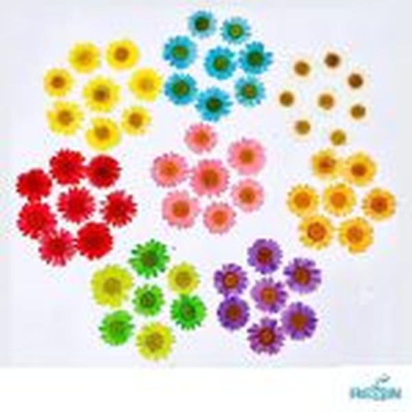 گل خشک بابونه رنگی