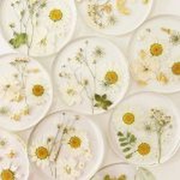 گل خشک بابونه سفید