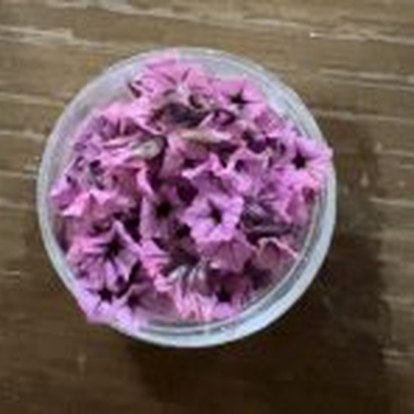 گل خشک شکوفه مینیاتوری