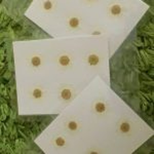 گل خشک بابونه سفید