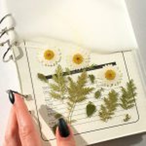 حلقه سه تایی دفتر