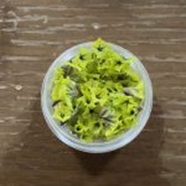 گل خشک شکوفه مینیاتوری