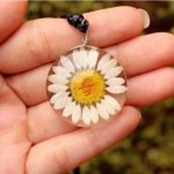 گل خشک بابونه رنگی