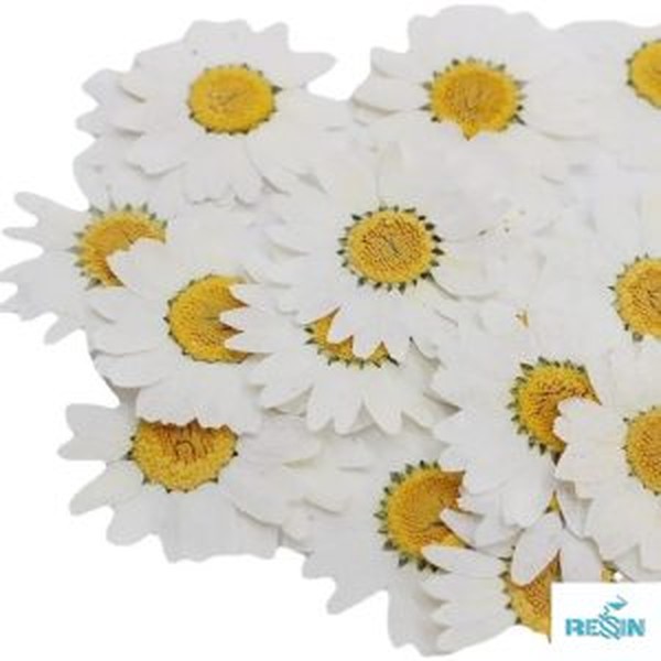 پک ۶ عددی ستاره دریایی طبیعی