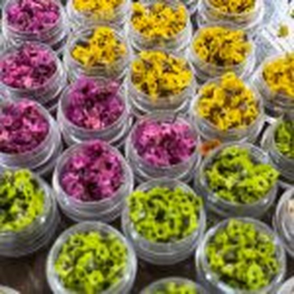 گل خشک شکوفه مینیاتوری