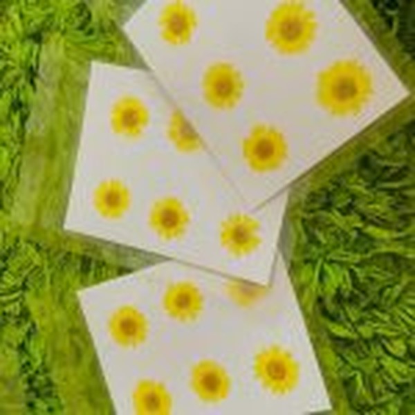 گل خشک بابونه رنگی