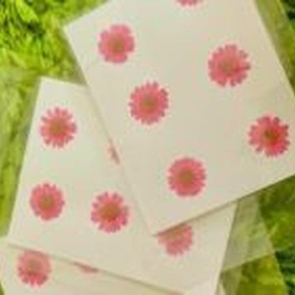 گل خشک بابونه رنگی