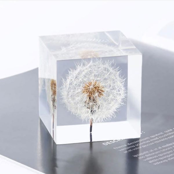 گل خشک قاصدک