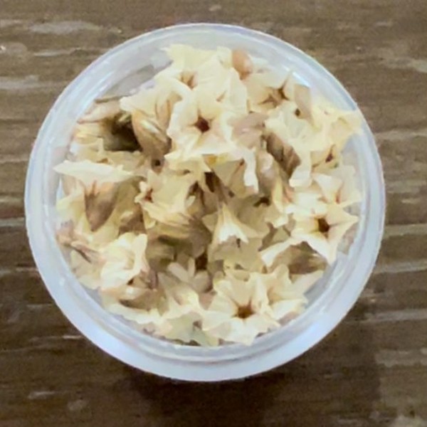 گل خشک شکوفه مینیاتوری