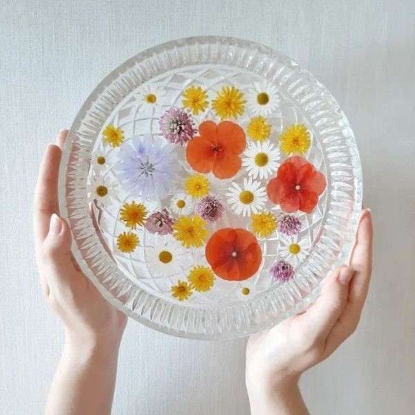 گل خشک بابونه سفید