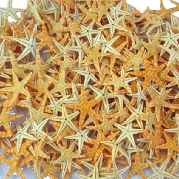 پک ۶ عددی ستاره دریایی طبیعی