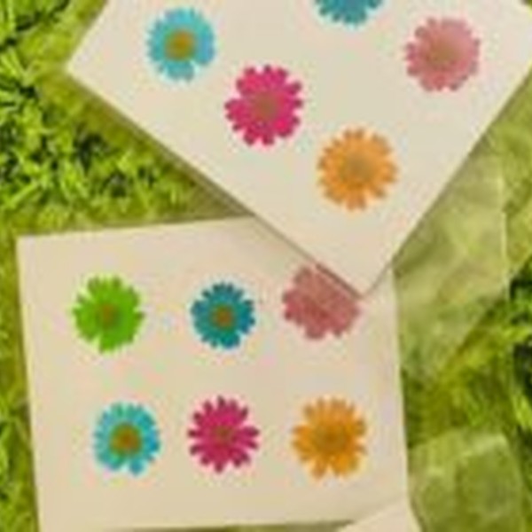 گل خشک بابونه رنگی