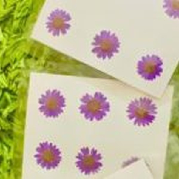 گل خشک بابونه رنگی