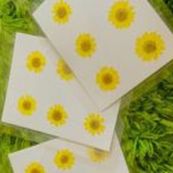 گل خشک بابونه رنگی