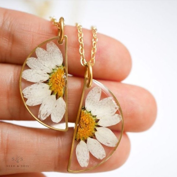 گل خشک بابونه رنگی