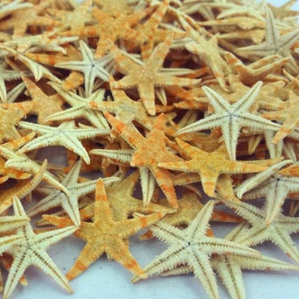 پک ۶ عددی ستاره دریایی طبیعی