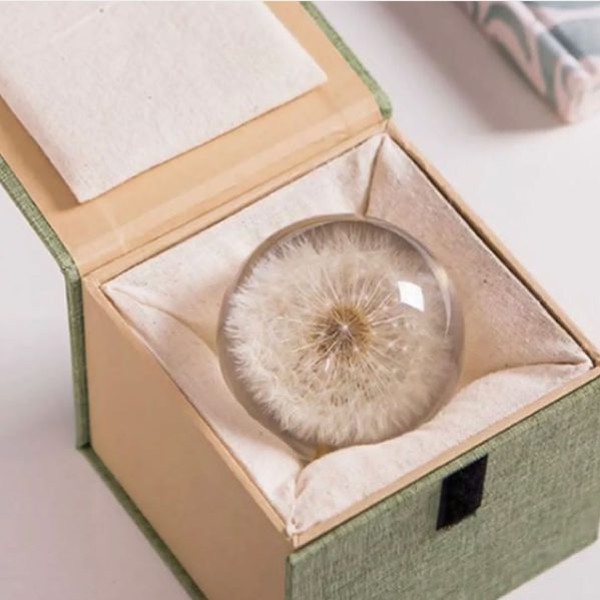 گل خشک قاصدک