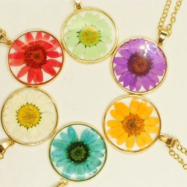 گل خشک بابونه رنگی