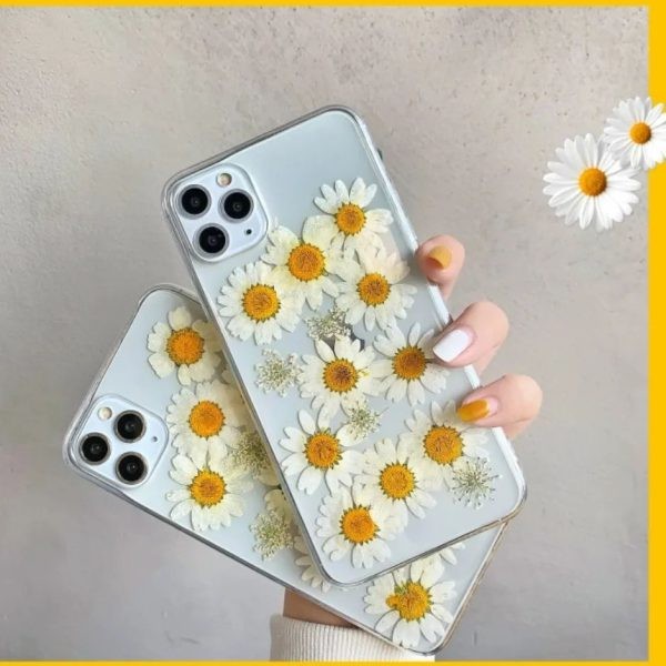 گل خشک بابونه سفید