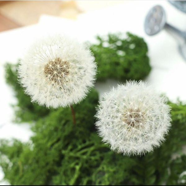 گل خشک قاصدک