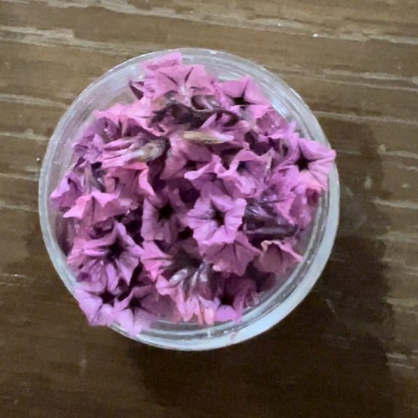 گل خشک شکوفه مینیاتوری