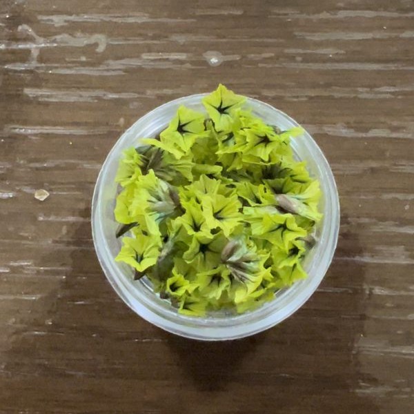 گل خشک شکوفه مینیاتوری