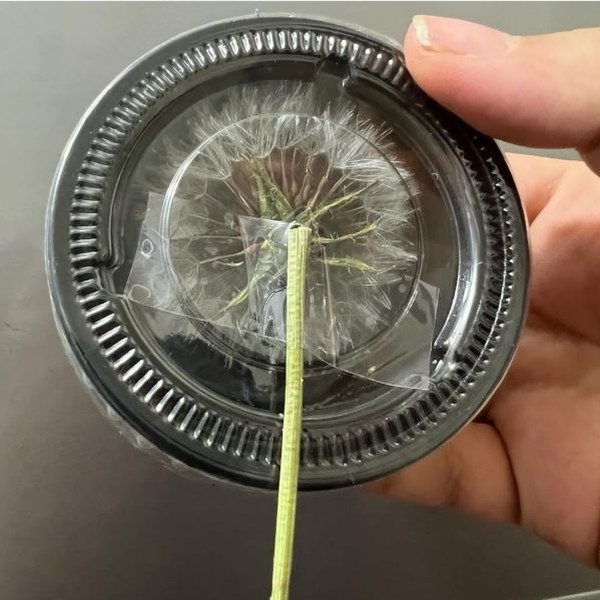 گل خشک قاصدک