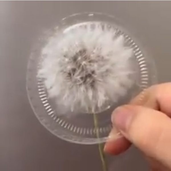 گل خشک قاصدک