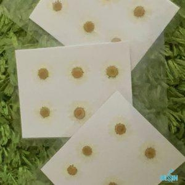 گل خشک بابونه سفید